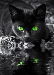 Beautiful Black Cat With Brown Eyes Brown Dual Camera Harness In 2020 Warrior Cats Animals Cats