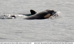A group of several related matrilines that spend time puget sound: Another Southern Resident Orca In J Pod Believed To Be Pregnant