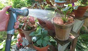 Watering plants in the garden is a common part of maintaining summer plants and flowers. Potted Plants Learn How To Grow Potted Plants Outdoors Gilmour