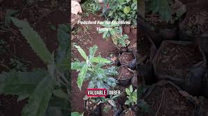 Image result for Brachylaena huillensis