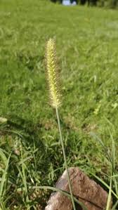 Image result for Anthephora cristata