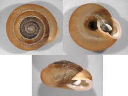 Image result for Trisetopsis milanjianum