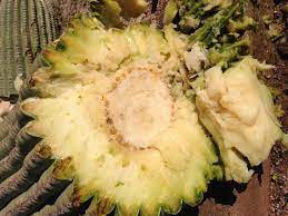 After observing the miniature cactuses with their nurse on the inside, i noticed that it was filled with a powdery yellow substance. Q Az What Shapes Saguaro Cacti Kjzz