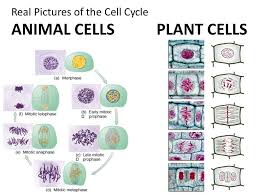Animal cells plant cell mitosis. The Cycle Of The Cell The Six Phases Of The Cell Cycle Embryo Of The Marine Worm Cerebratulus Marginatus Ppt Download