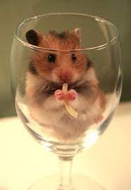 A 30 Cute And Adorable Hamster Photography Collection Naldz Graphics Funny Hamsters Cute Hamsters Hamster
