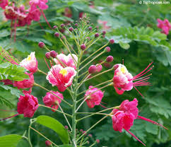 Image result for Caesalpinia rostrata