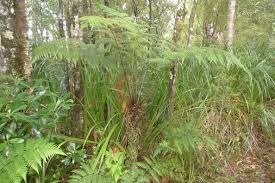 Image result for Cyathea manniana