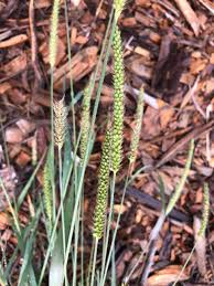 Image result for Setaria longiseta