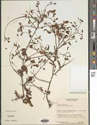 Image result for Aeschynomene baumii