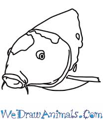 How to draw a fish s. How To Draw A Koi Fish Head
