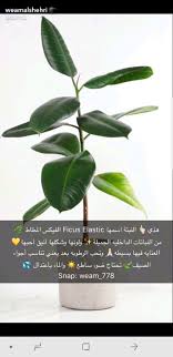 Pin By Emmie B Cne On Plants Plant Care Aloe Plant Planting Herbs