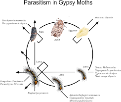 Signs Of Summer 6 Gypsy Moths And Tent Caterpillars Ecologist S Notebook