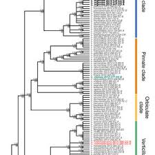 Image result for Hirpicium antunesii