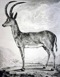 10 Game Animals That Have Recently Gone Extinct Extinct Animals Animals Animal Games