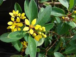 Image result for Paropsia brazzeana