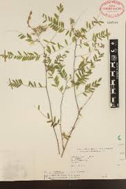 Image result for Aeschynomene heurckeana