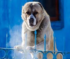 Alabay Insanlik Tarihinin En Eski Coban Kopegi Turudur Orta Asya Toplumlari Tarafindan Yaygin Olarak Kullanilan Turkmenistan M Alabai Dog Kangal Dog Big Dogs