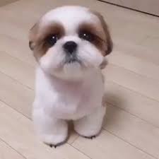 If you want to give your shih tzu a simple, natural look, puppy cuts are the way to go. 96 Shih Tzu Grooming Hairstyles Ideas Shih Tzu Grooming Shih Tzu Shih Tzus