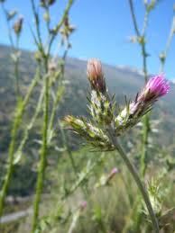 Image result for Carduus nyassanus