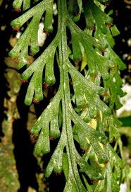 Image result for Asplenium theciferum