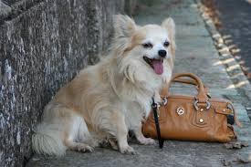 Small but yet large enough not to break a leg jumping off a couch. How To Groom A Long Haired Chihuahua