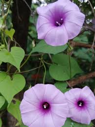 Image result for Ipomoea violacea