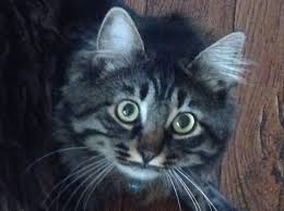 Gunay Noyan Adli Kullanicinin Cats Panosundaki Pin