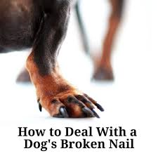 How to fix a dog's broken leg will directly depend on the extent of the injury. Vet Approved Tips For Dealing With A Dog S Broken Nail Pethelpful