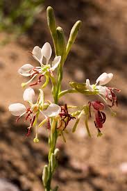 Image result for Oenothera indecora
