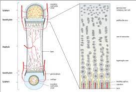 Once a child is born, his bones must grow longer and wider for him to grow bigger and taller. The Long Bones Of Vertebrate Limbs Increase In Length By Growth From Download Scientific Diagram