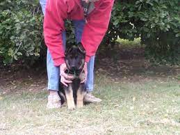 We offer services in the state for dog breeders and buyers alike. Giant Schnoodle Females For Sale In Wanette Oklahoma Classified Americanlisted Com