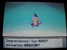 shiny mudkip evolves into marshtomp swampert