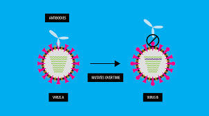 Learn vocabulary, terms and more with flashcards, games and other study tools. How Do Viruses Mutate And What It Means For A Vaccine Breakthroughs