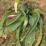 Image result for Crinum stuhlmannii