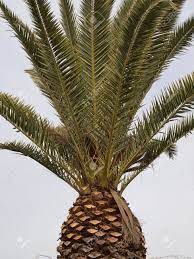 Maybe you would like to learn more about one of these? Phoenix Canariensis Date Palm Canary Islands Date Palm Stock Photo Picture And Royalty Free Image Image 12970828