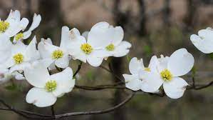 North carolina state flower american dogwood cornus florida. Dogwood Flowers The State Flower Stock Footage Video 100 Royalty Free 15492418 Shutterstock
