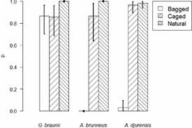 Image result for Agelanthus sp. aff. A. brunneus