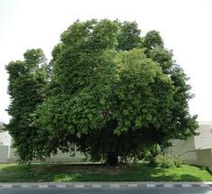 Image result for Albizia lebbeck