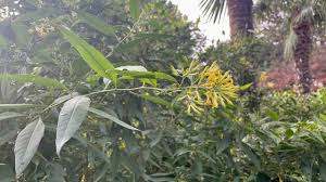 Image result for Cestrum parqui