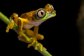 Image result for Centrolene heloderma