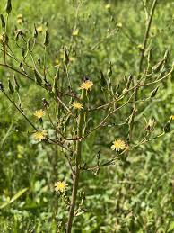 Image result for Lactuca ugandensis