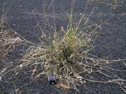 Image result for Enteropogon