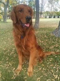 Red golden retriever puppies for sale ontario. Gorgeous Golden Retriever Puppies For Sale In Steinbach Manitoba Nice Pets Online