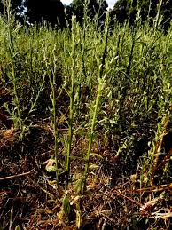 Image result for Neojeffreya