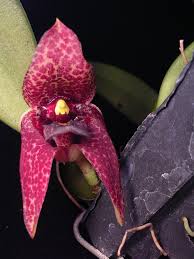Image result for Bulbophyllum elliotii