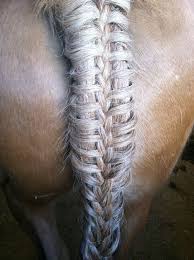 Horse Braid Herringbone Braid Horse Hairstyles Pinterest Horse Braiding Horse Grooming Fish Tail Braid
