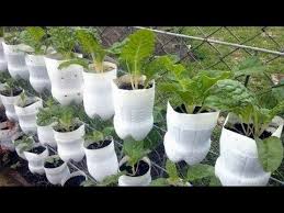 Use these plastic bottles for gardening. Best Ideas Brilliant Ways To Reuse Plastic Bottles Garden Youtube
