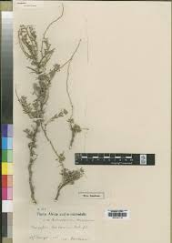 Image result for Indigofera ischnoclada