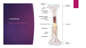 The thigh bone (femur) is a long bone. Skeletal System Hs 1 Dho 7 3 Pg