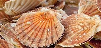 Cependant, suivant les lieux de ses gisements (ses terroirs), les méthodes de pêche et le soin apporté à sa présentation, les prix et les qualités de ce coquillage peuvent varier. Normandie La Peche A La Coquille Saint Jacques Est Ouverte